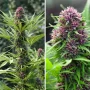 Cannabis seeds Frisian Dew® from Dutch Passion